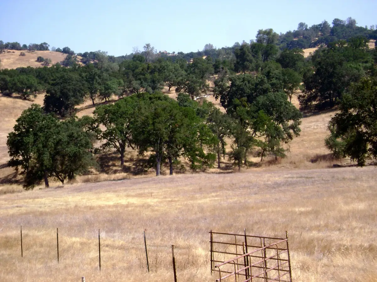 Dry grass pasture and oak trees behind a ranch gate in western El Dorado County