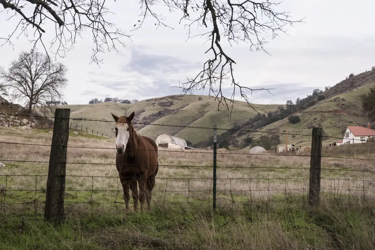 A horse and ranch buildings on fenced oak hill acreage in El Dorado County
