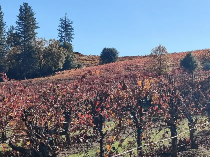 Autumn vineyard rows climbing a hillside in the Fair Play wine country near Somerset
