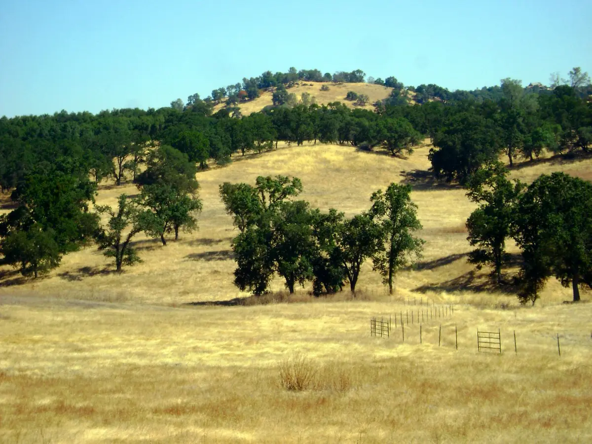 Oak dotted golden grassland along Latrobe Road south of Shingle Springs