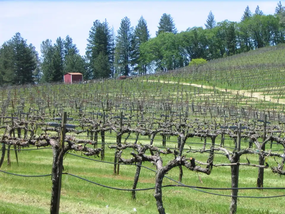 Vineyard rows on a gentle hillside ringed by pines in the Pleasant Valley area of El Dorado County